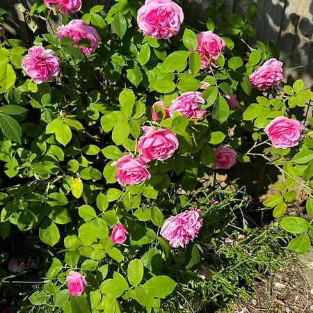 Family-friendly Summer House Near The Otterup